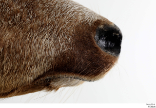 European roe deer mouth nose 0006.jpg